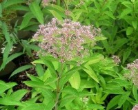 eupatorium purpureum 7-10r.jpg
